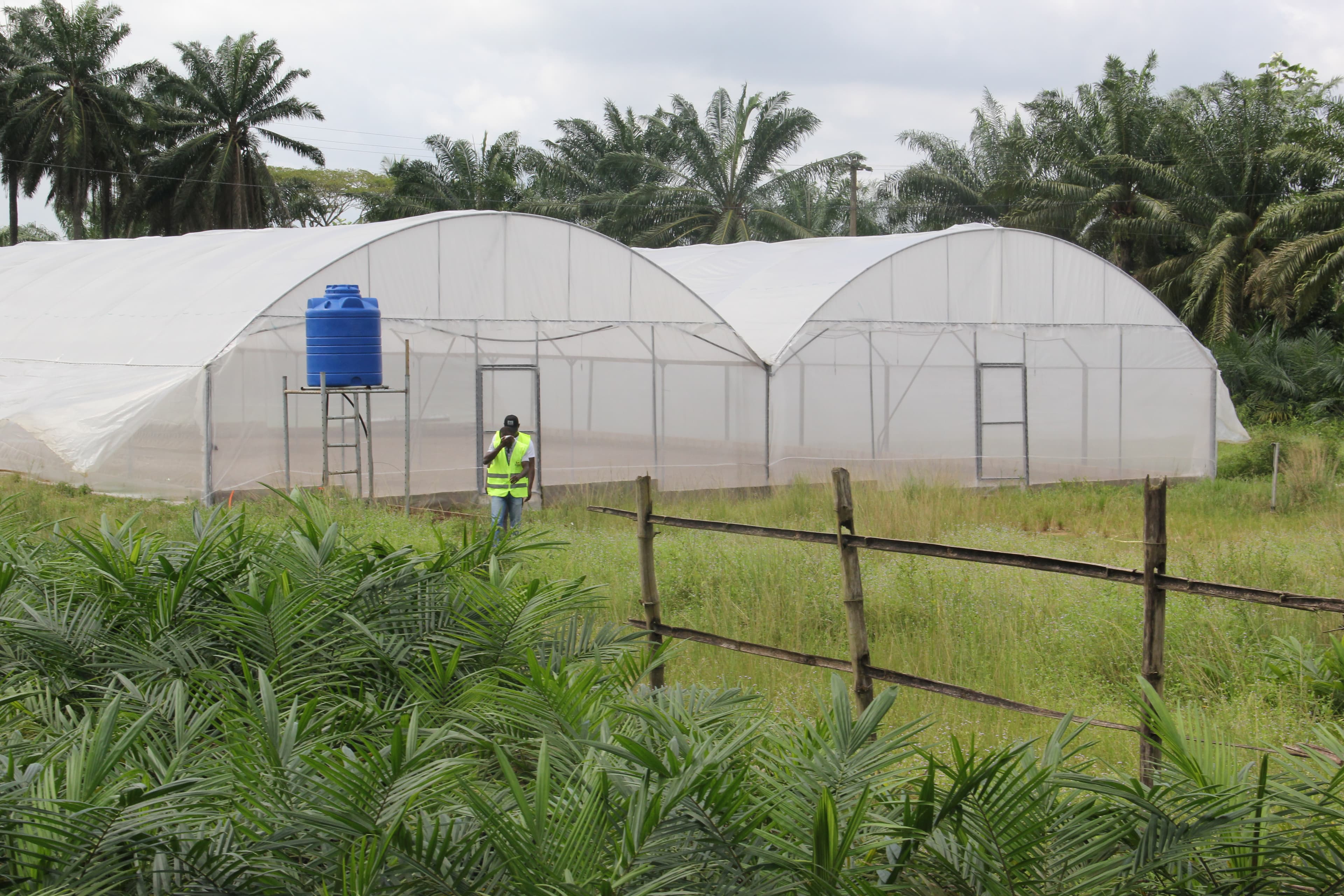 Serre multichapelle 1 000 m²
